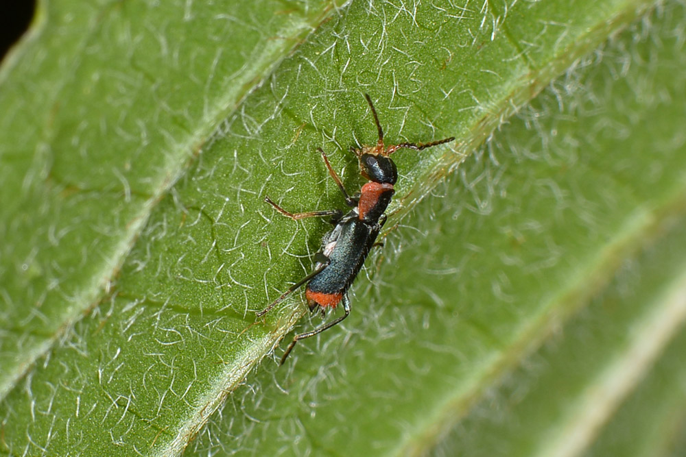 Malachiidae: Cyrtosus ovalis?  Sì, maschio